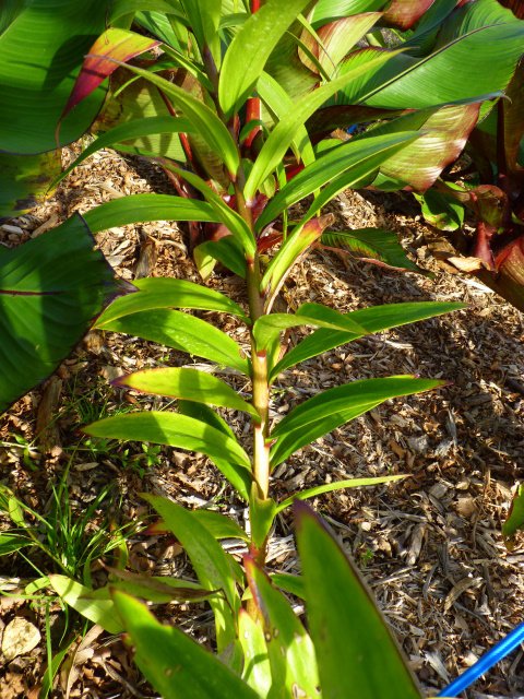 Lillium species feuille